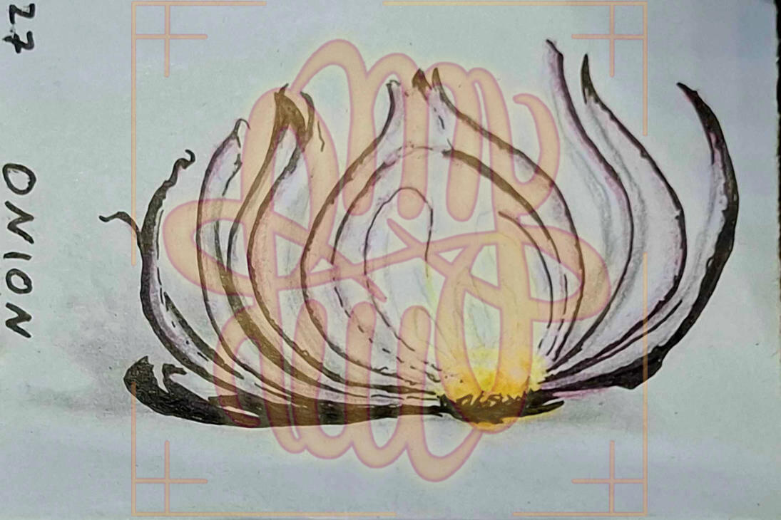 Inktober, traditional, object, food, onion, full shading, realism